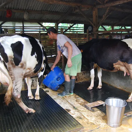 Zwart-witte koeien in het koeiendorp op Java