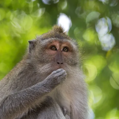 Indonesie-Java-Ujung-Kulon-aap2_1