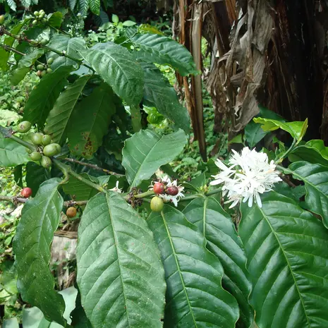Indonesie-Java-koffie
