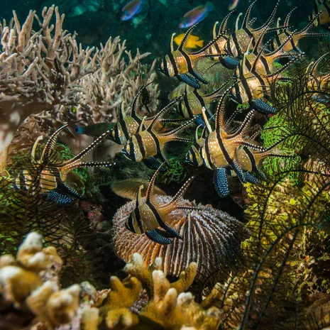 Lembeh