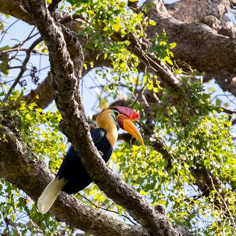 Hornbill in Tangkoko NP, Sulawesi