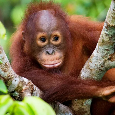 Orang-oetans in het wild in Bukit Lawang, Gunung Leuser National Park