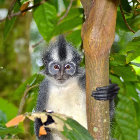 Thomas Leaf monkey in Tangkahan op Sumatra