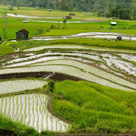 Rijstvelden in Bukkitingi, Sumatra