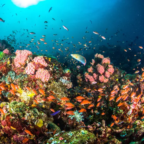 Bewonder de kleurrijke onderwaterwereld van Raja Ampat zelf, Papua, Indonesië