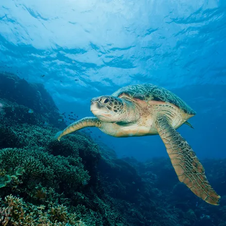 Een zeeschildpad gespot in de wateren bij Indonesië