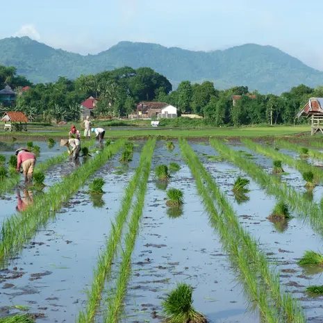 Rijstvelden op Sumbawa