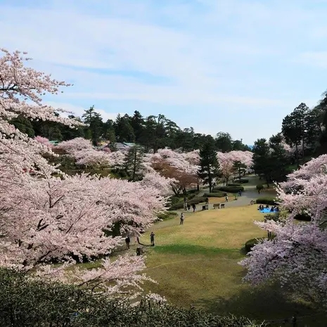 Kersenbloesem in Kanazawa Castle Park in Japan