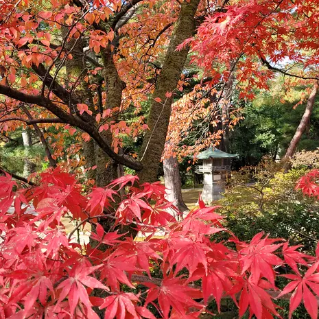 Prachtige tuinen in de herfstkleuren in Kanazawa