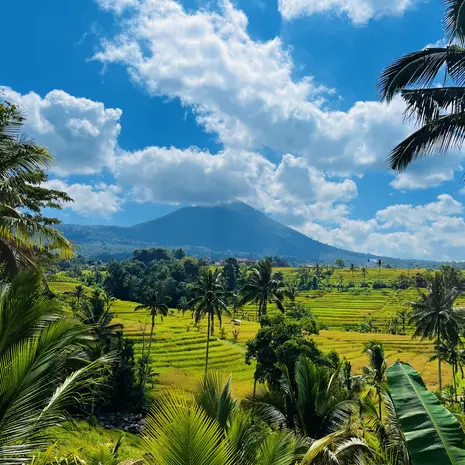 Rijstvelden van Indonesië