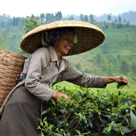Locals in de theevelden van Java