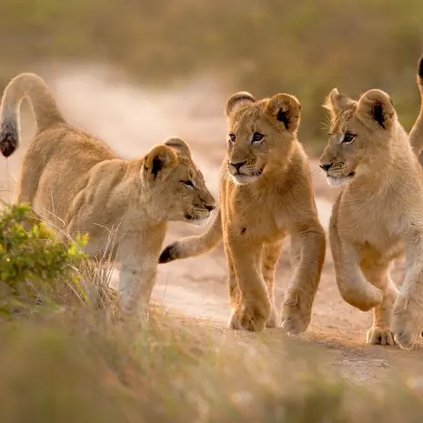 Jonge leeuwen in Zuid-Afrika