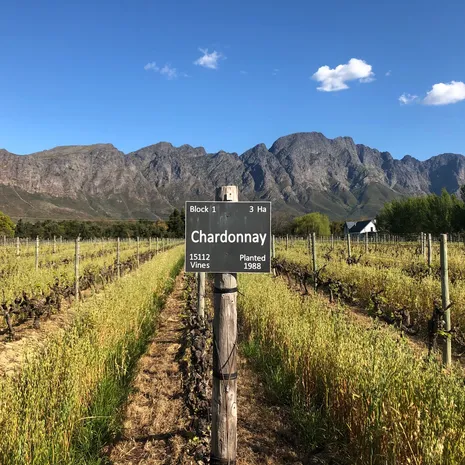 Wijnvelden rondom Kaapstad