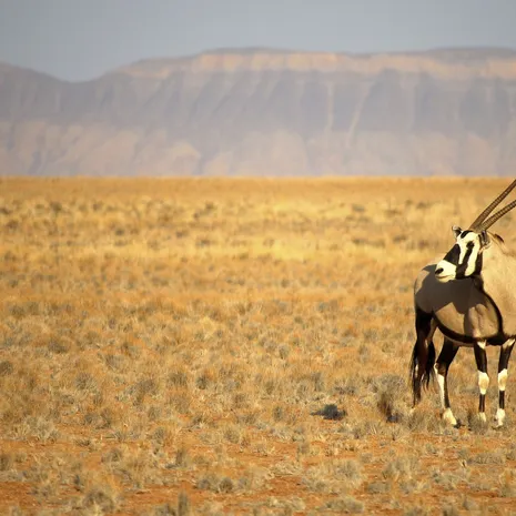 Spot wild in Kalahari, Namibië
