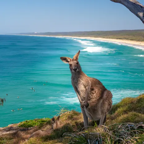 Kangaroo op Kangaroo Island in Australie