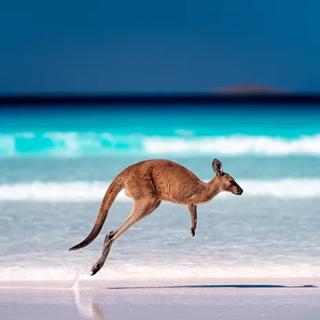 Kangoeroe in Australië