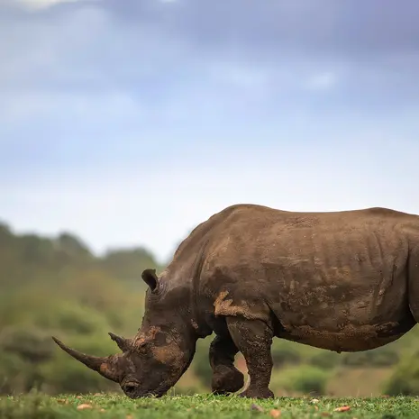 Oog in oog met een neushoorn in Afrika