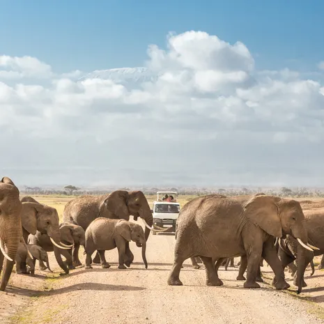Tijdens de safari zie je groepen olifanten in het Amboseli National Park