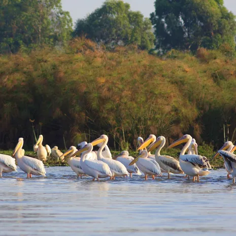 Spot pelikanen tijdens een boottocht langs de kant bij Lake Naivasha