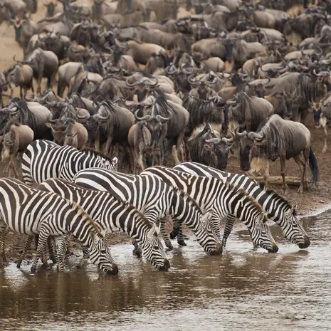 Migratie in de Masai Mara