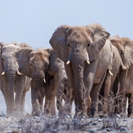 Klant Fessem in Etosha national park