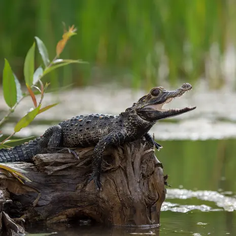 Kleine-krokodil-Amazonegebied(12)