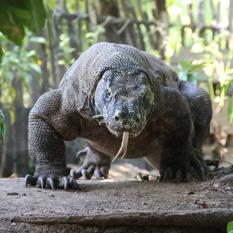 De varanen leven op Komodo.