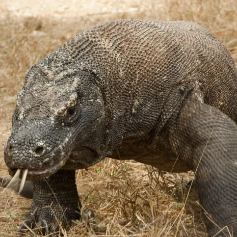 Pink-Beach-Komodo-Indonesië(17)