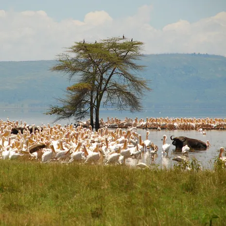 Pelicanen en buffels Lake Nakuru, Kenia