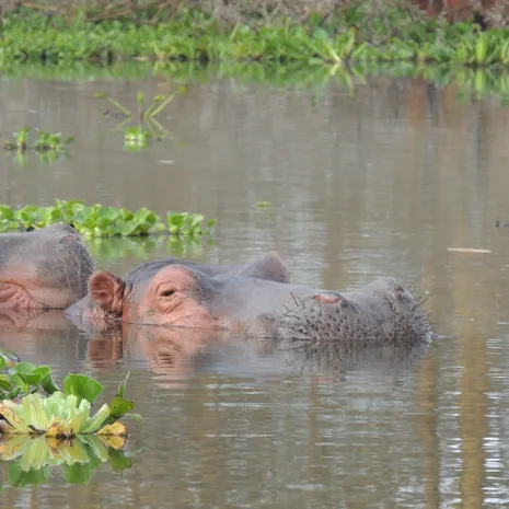 Nijlpaarden dobberen rond in Lake Nakuru in Kenia