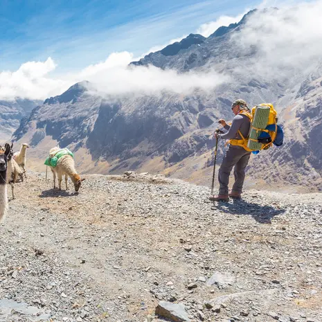 Lama's tijdens de El Choro trekking - Bolivia