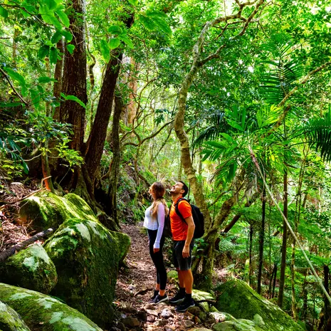 Hiken in het regenwoud Lamington National Park, Australië