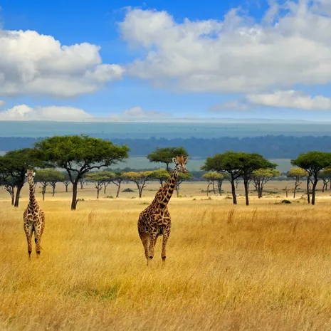 Landschap Masai Mara in Kenia