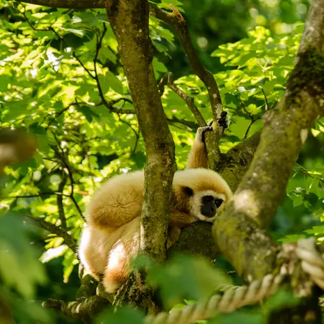 Op zoek naar gibbons in Laos