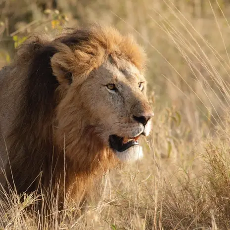 Leeuwen spotten tijdens een safari