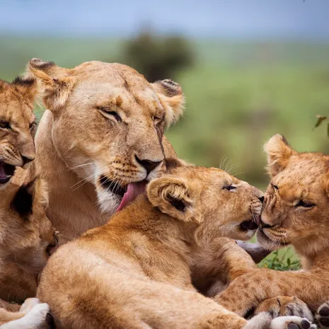 Leeuwen spotten tijdens een safari in Masai Mara National Reserve