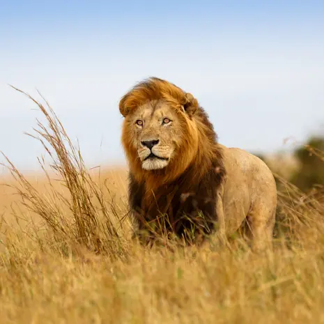 Leeuwen spotten in Afrika