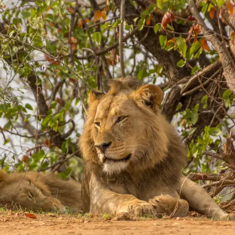 Tips voor een reis door het Krugerpark in Zuid-Afrika
