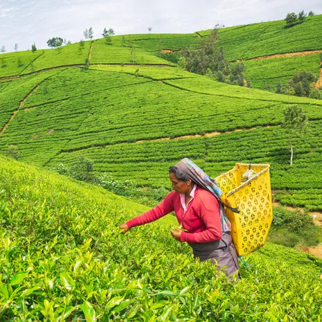 Theevelden in Nuwara Eliya, Sri Lanka