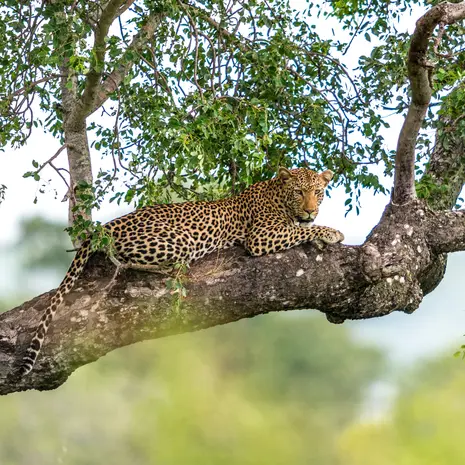 Luipaarden spotten tijdens je Kenia rondreis