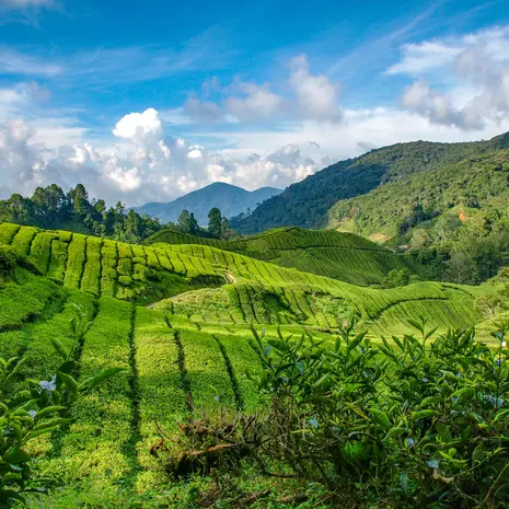 Maleisie-Cameron-Highlands-theeplantages-1