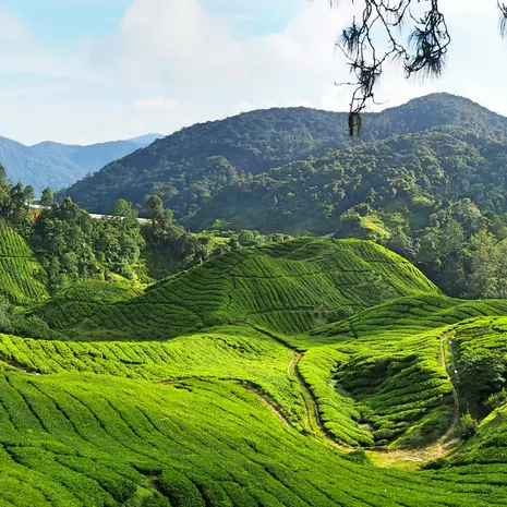 Uitzicht over de theetuinen van de Cameron Highlands