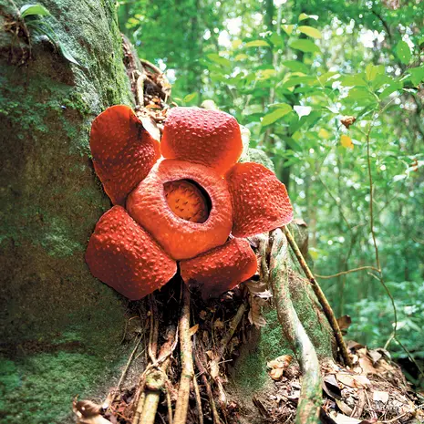 Bloem in Mulu NP, Maleisië