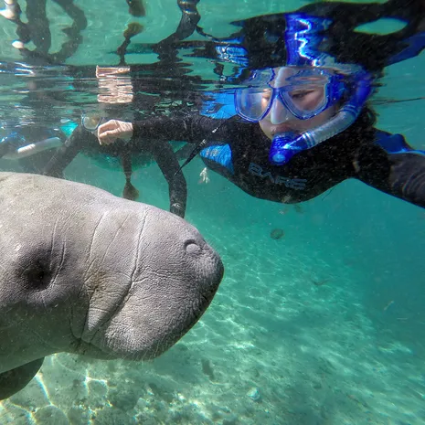 Snorkelen met zeekoeien in Crystal River, Amerika