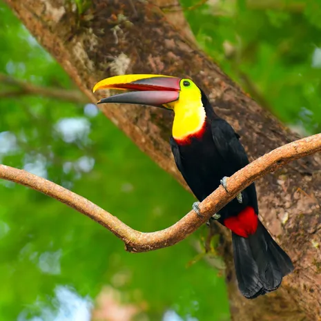 Toekans spotten in het dierenrijk van Costa Rica