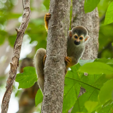 Zie doodshoofdaapjes in Manuel Antonio NP