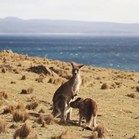 kangoeroe op Maria Island, Australië