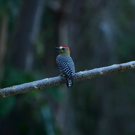 Specht in Minca, Colombia