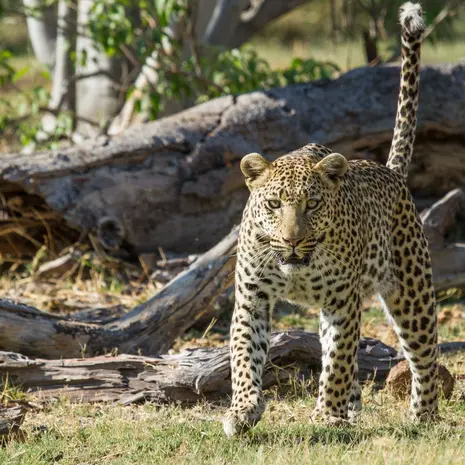 Luipaard in Moremi Game Reserve