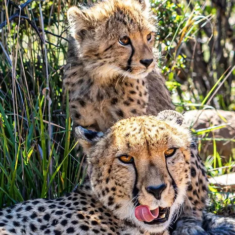 Wildlife spotten in Camdeboo Game Reserve